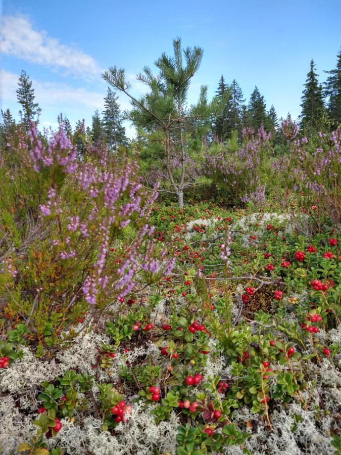 Stuga Glaskogen Glava エクステリア 写真